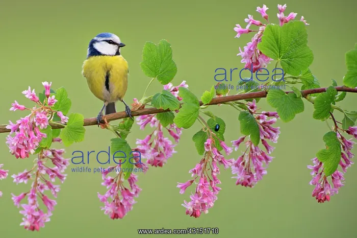 : Blue Tit (Cyanistes caeruleus) perching on flowering Ribes S : Blue Tit (Cyanistes caeruleus) perching on flowering Ribes S