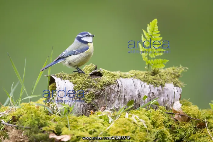 : Blue Tit (Cyanistes caeruleus) perching on a mo : Blue Tit (Cyanistes caeruleus) perching on a mo