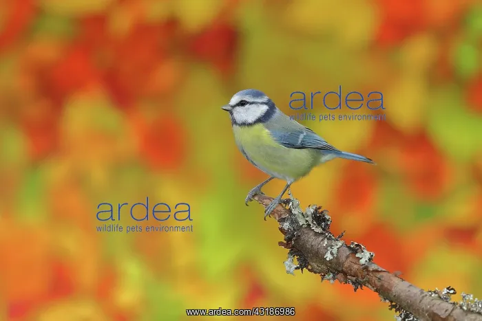 : Blue tit (Cyanistes caeruleus), sitting in front : Blue tit (Cyanistes caeruleus), sitting in front