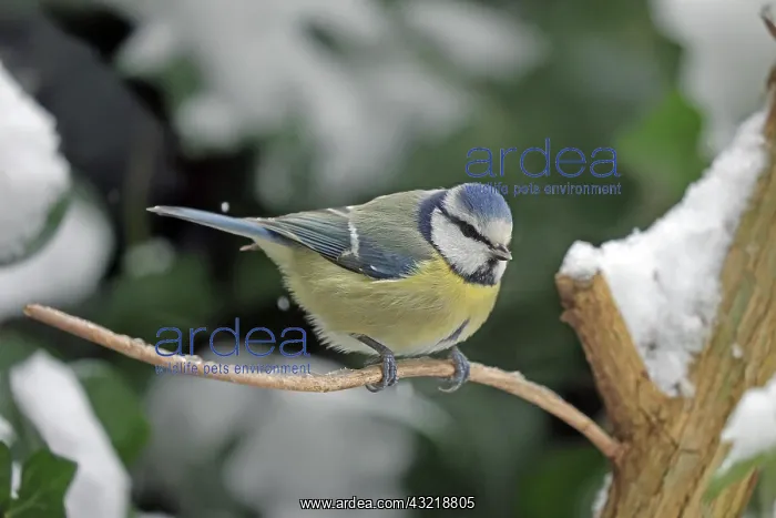 : Blue tit (Cyanistes caeruleus), snow, sitting on : Blue tit (Cyanistes caeruleus), snow, sitting on