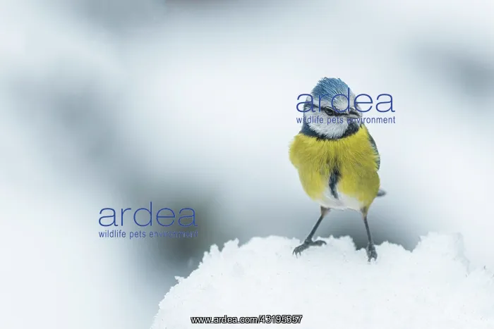 : Blue tit (Cyanistes caeruleus) in the snow in winter : Blue tit (Cyanistes caeruleus) in the snow in winter