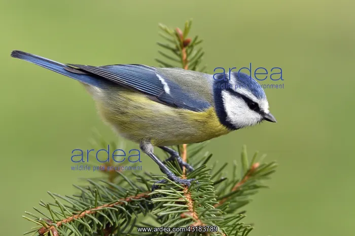 : Blue tit (Cyanistes caeruleus) on a Spruce branch : Blue tit (Cyanistes caeruleus) on a Spruce branch