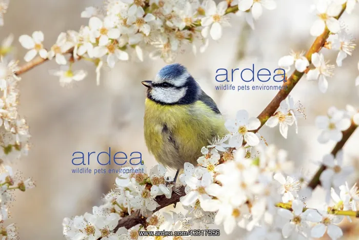 : Blue tit (Cyanistes caeruleus) standing on a plu : Blue tit (Cyanistes caeruleus) standing on a plu