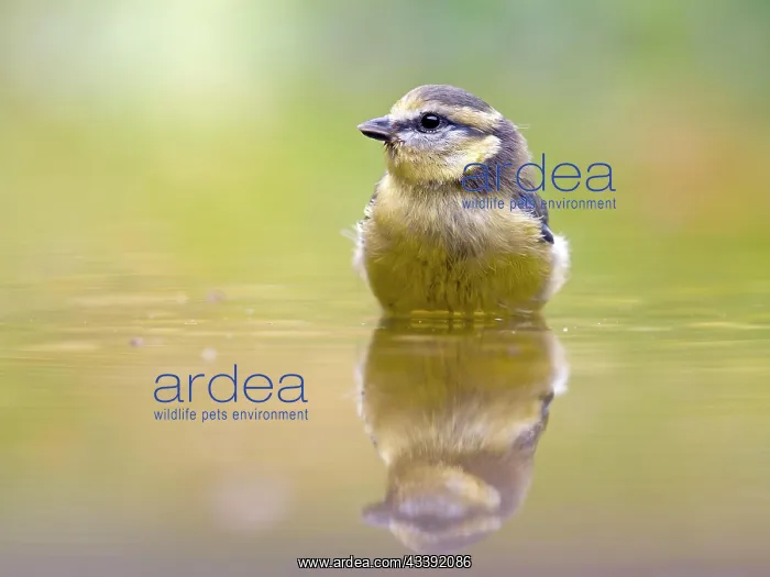 : Blue Tit (Cyanistes caeruleus) standing in shallow : Blue Tit (Cyanistes caeruleus) standing in shallow