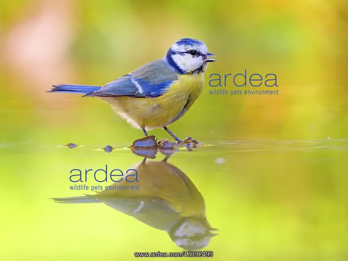: Blue Tit (Cyanistes caeruleus) standing in shallow : Blue Tit (Cyanistes caeruleus) standing in shallow