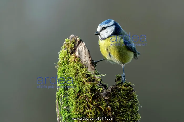 : Blue tit (Cyanistes caeruleus) stands on mossy dead : Blue tit (Cyanistes caeruleus) stands on mossy dead