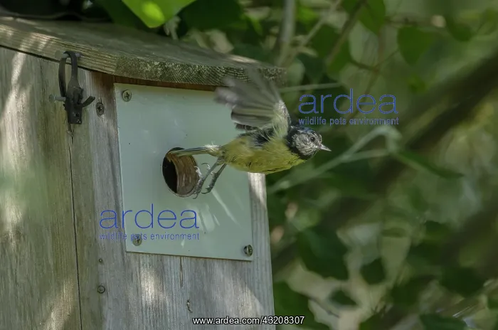 : Blue tit, Cyanistes caeruleus, taking off from n : Blue tit, Cyanistes caeruleus, taking off from n