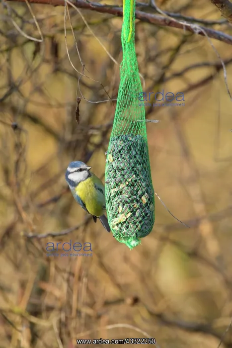 : Blue tit (Cyanistes caeruleus), on tit dumpling : Blue tit (Cyanistes caeruleus), on tit dumpling