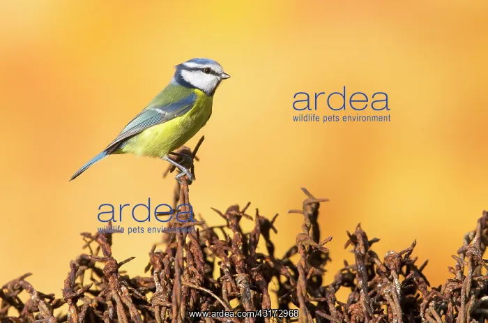 : Blue tit (Cyanistes caeruleus), Tit perched on barbed : Blue tit (Cyanistes caeruleus), Tit perched on barbed