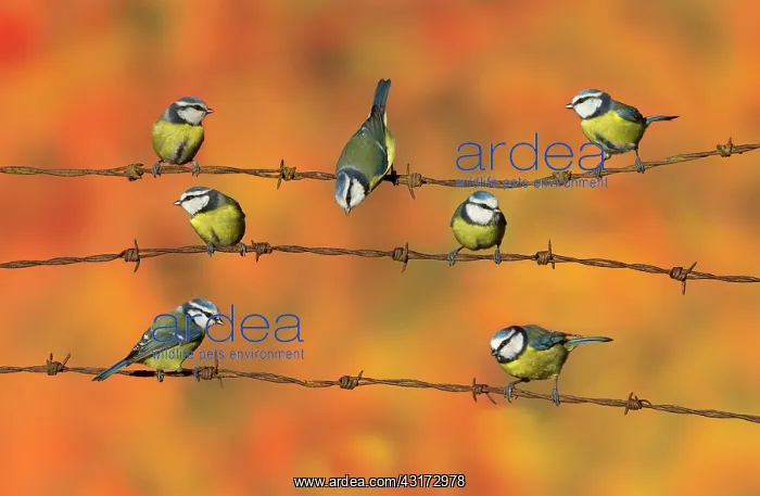 : Blue tit (Cyanistes caeruleus), Tits perched on : Blue tit (Cyanistes caeruleus), Tits perched on
