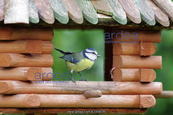 : Blue tit (Cyanistes caeruleus), tits, songbird : Blue tit (Cyanistes caeruleus), tits, songbird