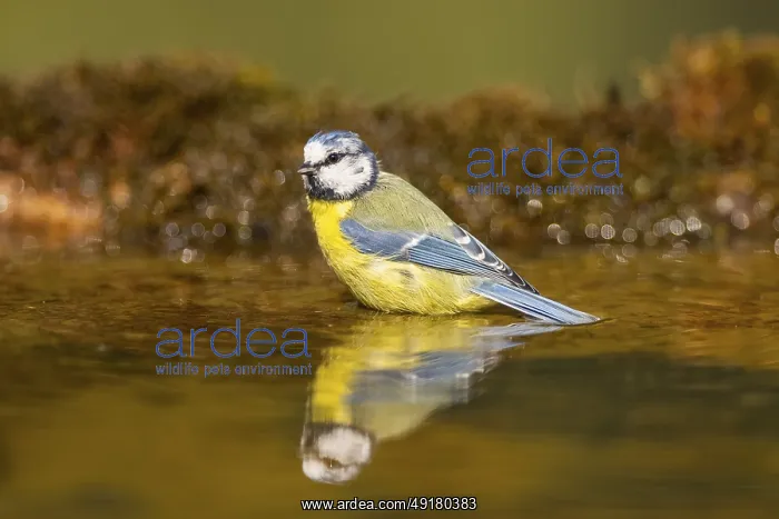 : Blue tit (Cyanistes caeruleus) at a water pool : Blue tit (Cyanistes caeruleus) at a water pool