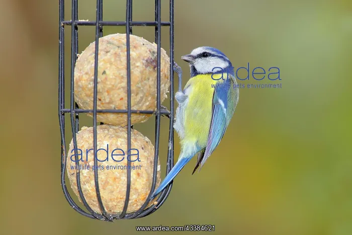 : Blue tit (Cyanistes caeruleus) wildlife, at the : Blue tit (Cyanistes caeruleus) wildlife, at the