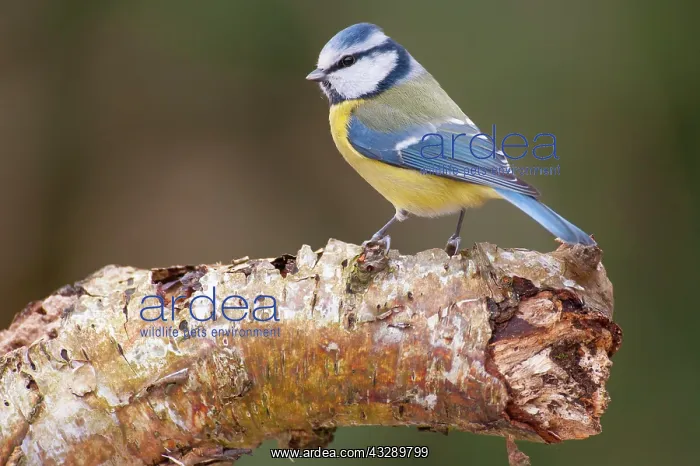 : Blue Tit ( Cyanistes caruleus) on a birch trunk : Blue Tit ( Cyanistes caruleus) on a birch trunk