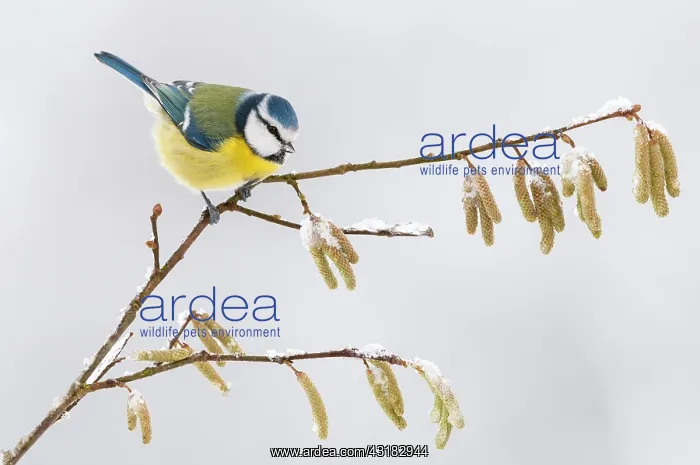 : Blue Tit ( Cyanistes ccruleus) on a branch with : Blue Tit ( Cyanistes ccruleus) on a branch with
