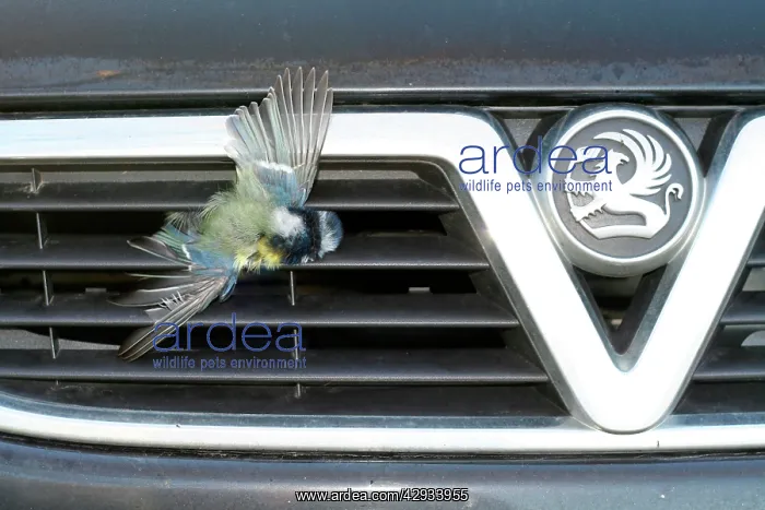: Blue tit, dead, caught in radiator grille of Vauxhall car : Blue tit, dead, caught in radiator grille of Vauxhall car