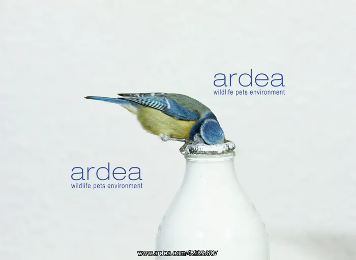 : Blue TIT - drinking from milk bottle : Blue TIT - drinking from milk bottle