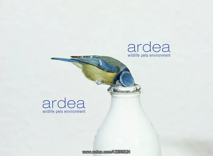 : Blue TIT - drinking from milk bottle : Blue TIT - drinking from milk bottle