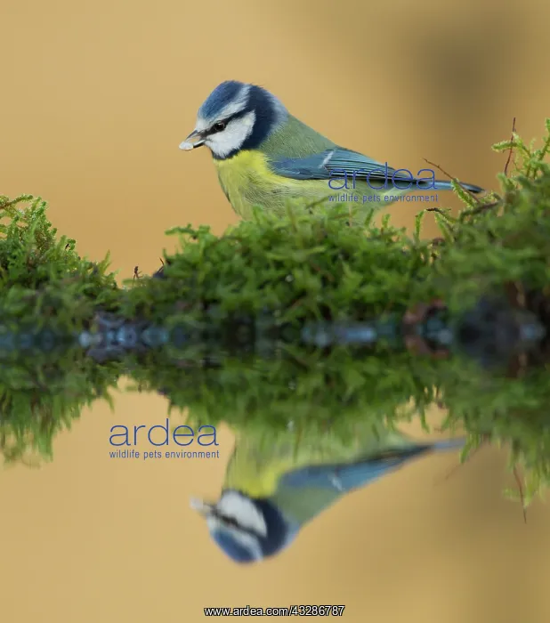 : Blue Tit - eating seed at pool with reflection - Winter : Blue Tit - eating seed at pool with reflection - Winter