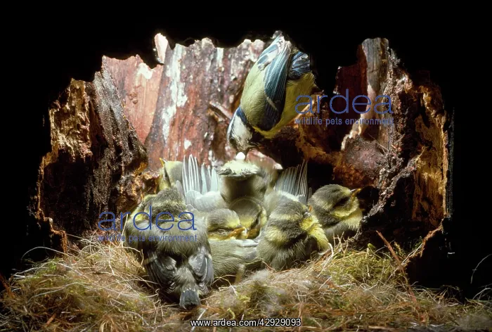 : Blue Tit - excrements removed by parents : Blue Tit - excrements removed by parents