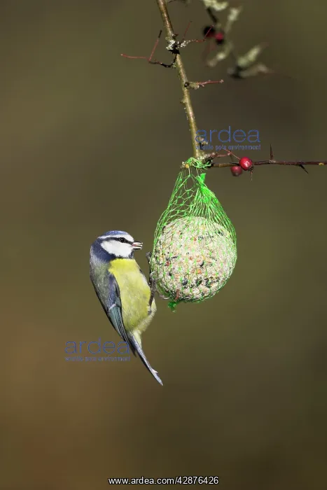 : Blue Tit - on fat ball feeder in winter : Blue Tit - on fat ball feeder in winter