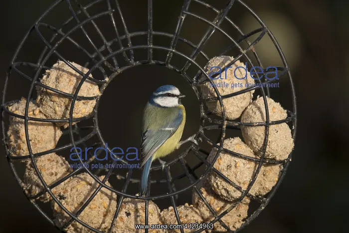 : Blue Tit - on Fatball Feeder - Cornwall - UK : Blue Tit - on Fatball Feeder - Cornwall - UK