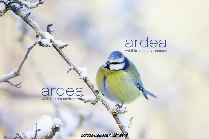 : Blue Tit - Feathers puffed up to conserve heat : Blue Tit - Feathers puffed up to conserve heat