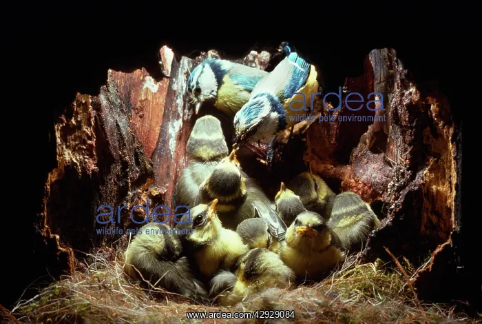 : BLUE TIT - Feeding 16 day old chicks : BLUE TIT - Feeding 16 day old chicks