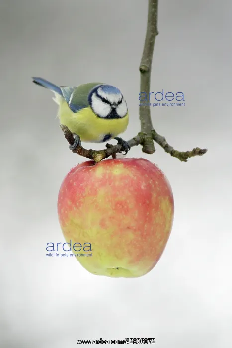 : Blue Tit - Feeding on apple put out for birds in : Blue Tit - Feeding on apple put out for birds in