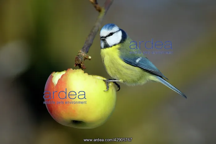 : Blue Tit - Feeding on apple in garden : Blue Tit - Feeding on apple in garden
