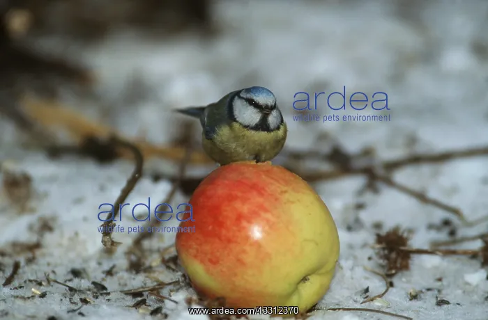 : BLUE TIT - feeding on apple, in snow : BLUE TIT - feeding on apple, in snow