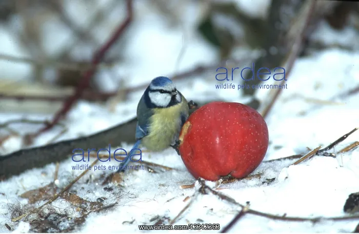 : BLUE TIT - feeding on apple, in snow : BLUE TIT - feeding on apple, in snow