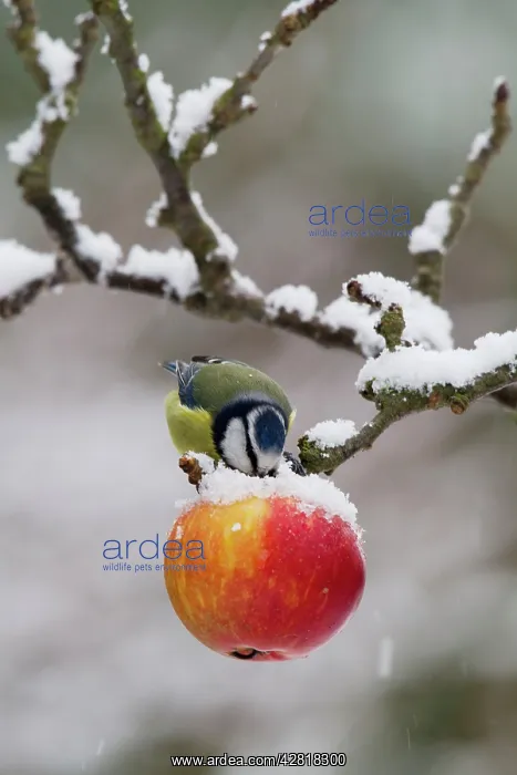 : Blue Tit - feeding on apples in falling snow : Blue Tit - feeding on apples in falling snow