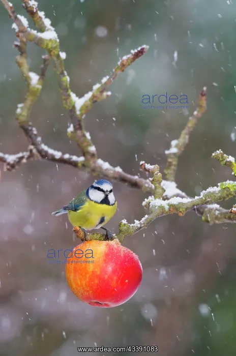 : Blue Tit - feeding on apples in falling snow : Blue Tit - feeding on apples in falling snow