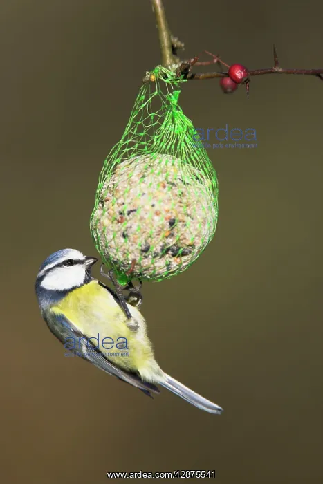 : Blue Tit - feeding on a fat ball : Blue Tit - feeding on a fat ball