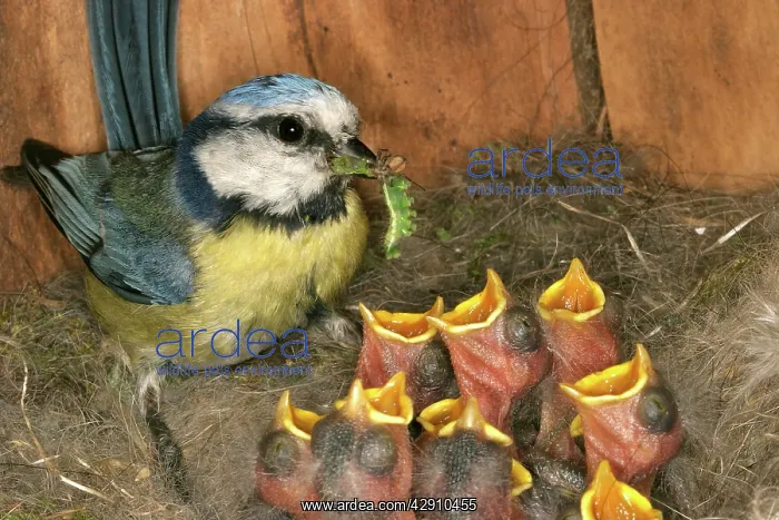 : Blue Tit - feeding grubs to chicks at nest : Blue Tit - feeding grubs to chicks at nest