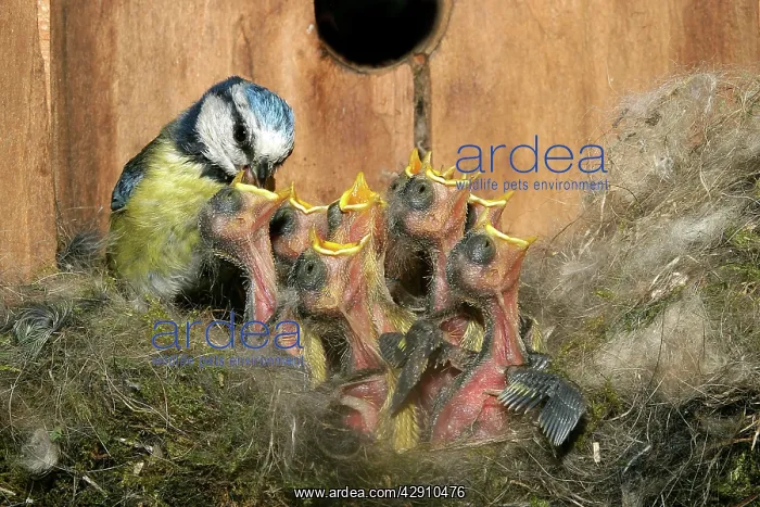  : Blue Tit - feeding grubs to chicks at nest