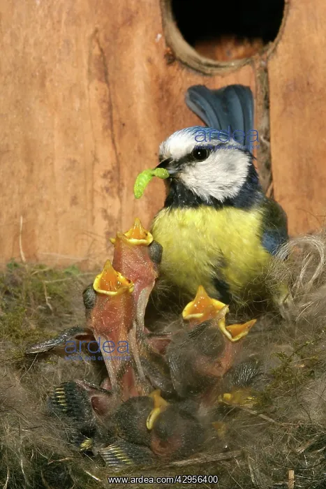 : Blue Tit - feeding grubs to chicks at nest : Blue Tit - feeding grubs to chicks at nest