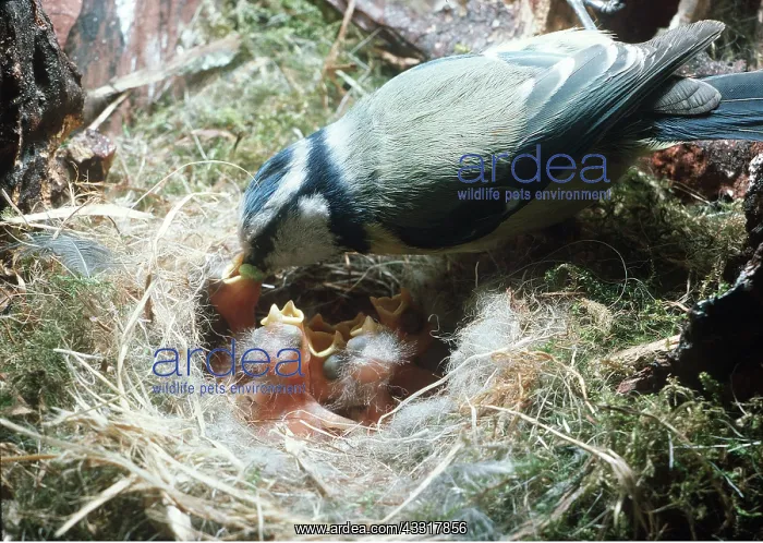 : BLUE TIT - Feeding newly hatched nestlings : BLUE TIT - Feeding newly hatched nestlings