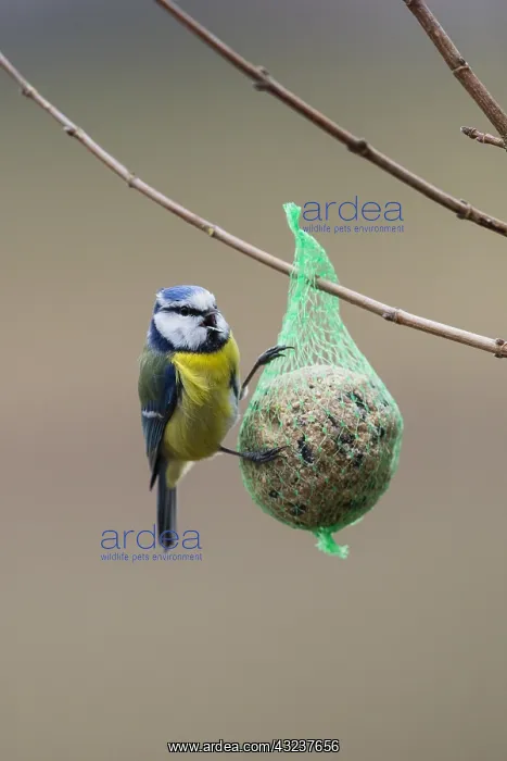 : Blue Tit - feeding on suet feeder in winter, North : Blue Tit - feeding on suet feeder in winter, North