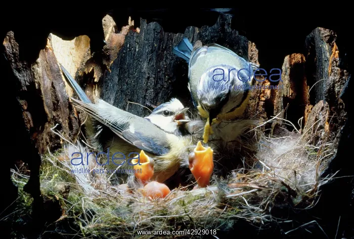  : BLUE TIT - Feeding young inside nest hole