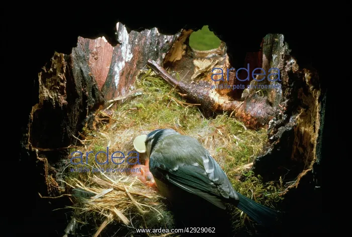 : BLUE TIT - Female picks egg shells out of nest