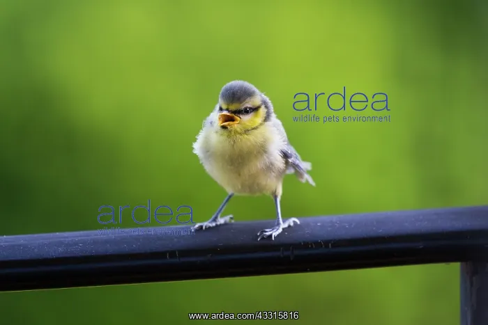 : Blue Tit, fledgling calling to parents and begging : Blue Tit, fledgling calling to parents and begging