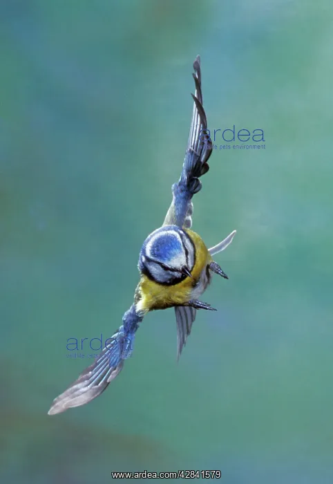 : Blue TIT - in flight : Blue TIT - in flight