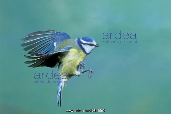 : Blue TIT - in flight : Blue TIT - in flight