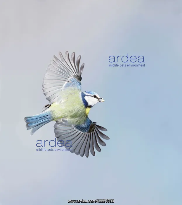 : Blue Tit - in flight : Blue Tit - in flight
