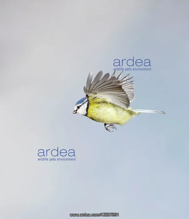 : Blue Tit - in flight : Blue Tit - in flight