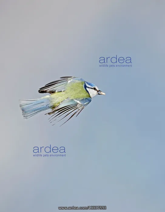 : Blue Tit - in flight with seed in mouth : Blue Tit - in flight with seed in mouth