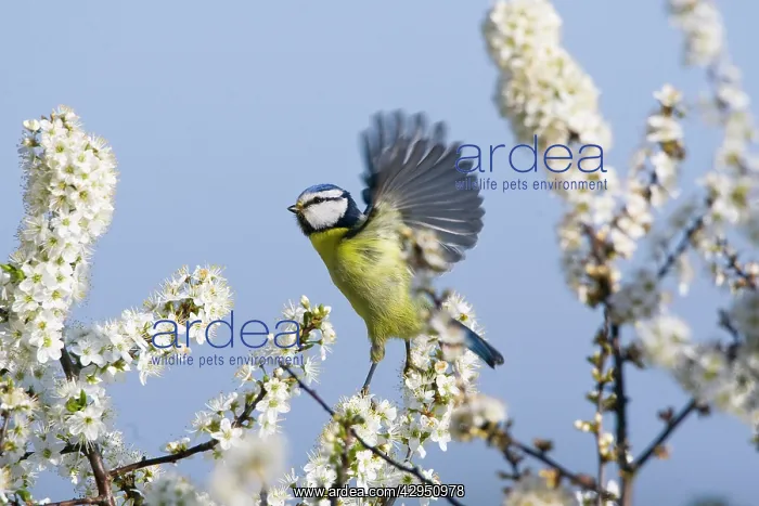 : Blue Tit - in flight - amongst White Blossom : Blue Tit - in flight - amongst White Blossom