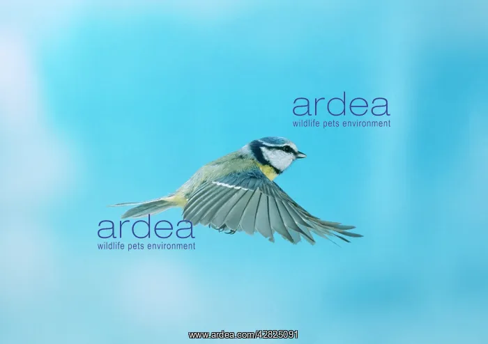 : Blue Tit - in flight, wings outstretched : Blue Tit - in flight, wings outstretched